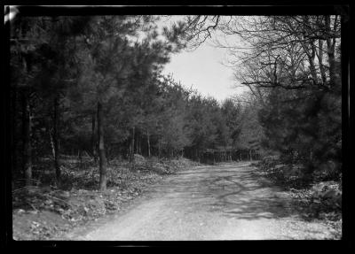 White pine plantation, Hyde Park, Governor Roosevelt's estate