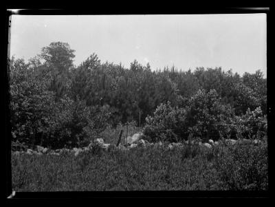 Red pine plantation, Earl Abraham Cox, Cherry Valley