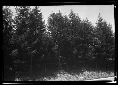 Pine plantation on Earl Cox's farm in Cherry Valley, N.Y.