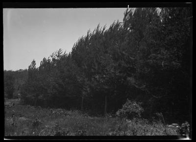 Scotch pine, Cox Cherry Valley