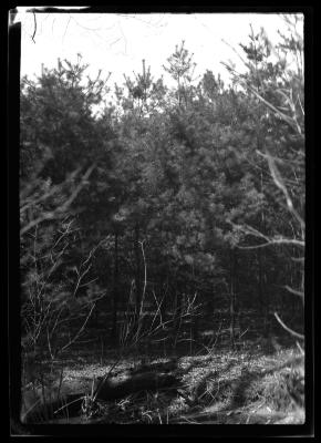 White pine, Hyde Park, Governor Roosevelt's estate