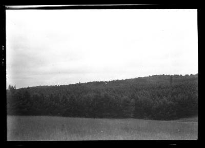 Carthage watershed forest