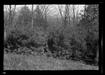 White pine, Hyde Park, Governor Roosevelt's estate
