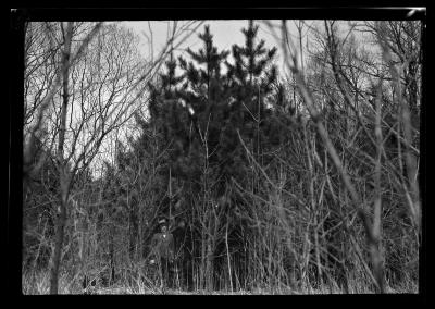 Red pine, Hyde Park, Governor Roosevelt's estate