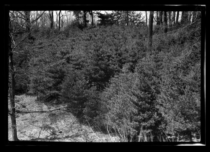 White pine, Hyde Park, Governor Roosevelt's estate