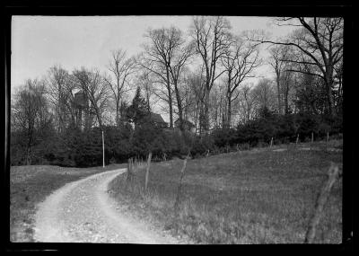 White pine on estate of Governor Roosevelt, Hyde Park