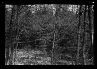 White Pine plantation, Hyde Park, Governor Roosevelt's estate