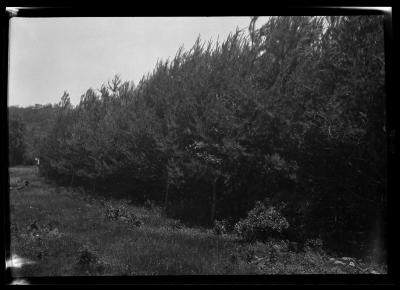 Scotch pine, Cox Cherry Valley