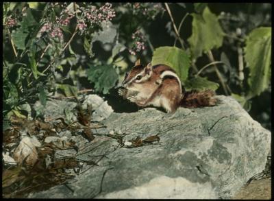 Chipmunk Trained to Eat from Hand