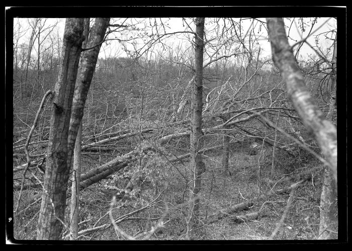 Stock Farm, North Haven, Long Island, Blow Down Area