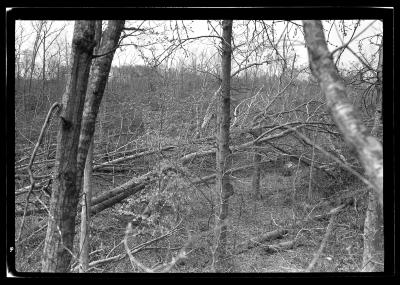 Stock Farm, North Haven, Long Island, Blow Down Area