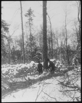 Felling a Large Hardwood Tree