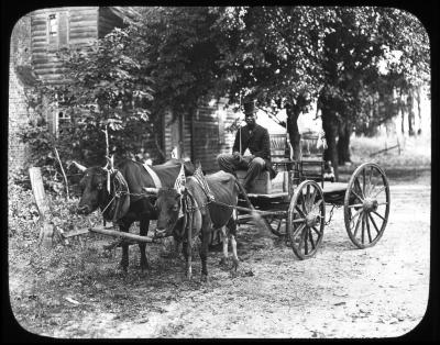 Man driving an oxen cart