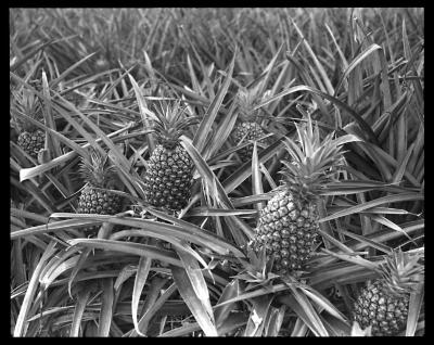 T.H.  Oahu. Nearly ripe pineapples