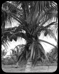 A coconut palm, Musa Isle, Miami