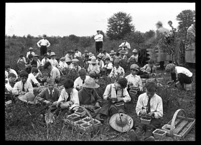 Sorting currants, Clappo Farm, Valatie, N. Y.