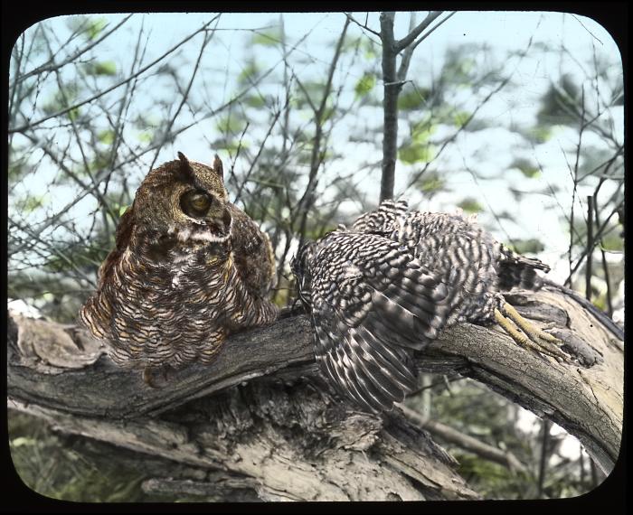 Great horned owl with dead chicken. Orange County, N. Y.