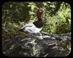 Canvasback duck (aythya valisineria). Long Island, N. Y.