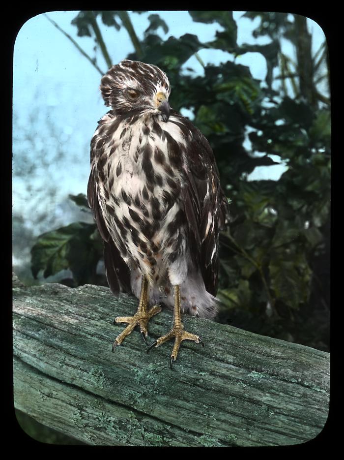 Red tailed hawk. Central N. Y.