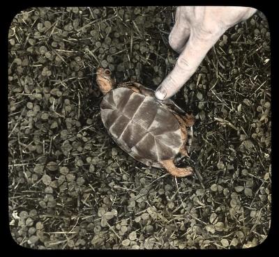 Box turtle trying to flip over. East Orange, N. Y.