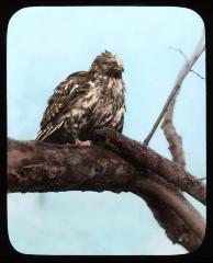 Hawk on tree branch. Central N. Y.