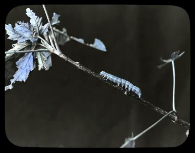 Larva of Green Maple Worm. Xylina Antennata