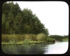 Ducks nesting area. Central N. Y.