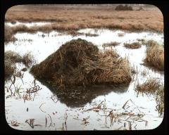 Muskrat lodge. Chatham, N. Y.