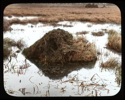 Muskrat lodge. Chatham, N. Y.