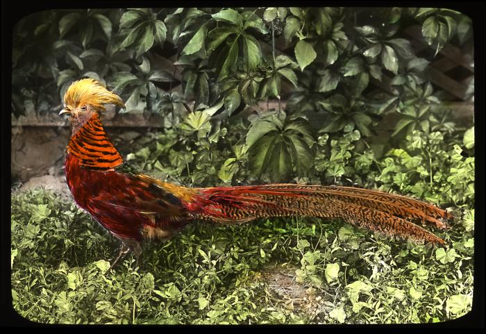 Golden pheasant. Chatham, N. Y.