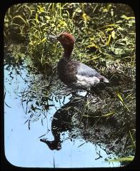 Redhead diving duck. (Aythya americana). Long Island, N. Y.