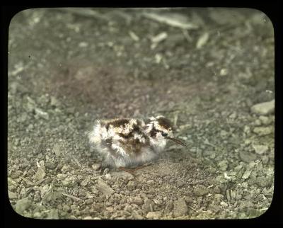 Young spotted sandpiper. Chatham N. Y.