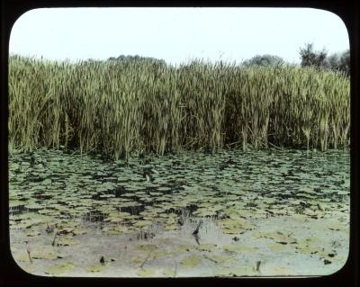 Marsh. New Berlin, N. Y.