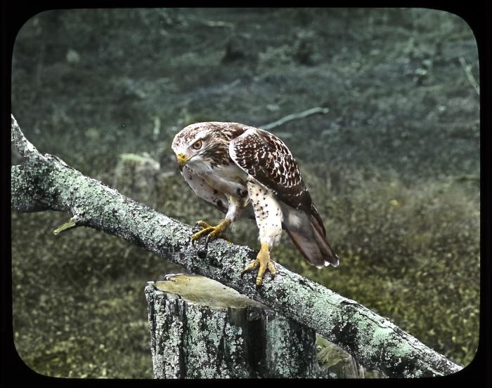 Red tailed hawk, female. Central N. Y.