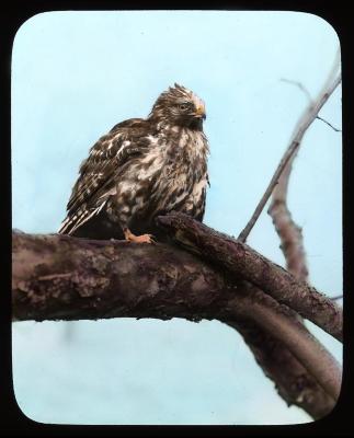 Hawk on tree branch. Central N. Y.