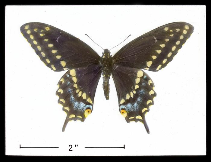 Black swallowtail butterfly (papilio polyvoues)