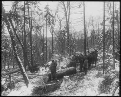 Skidding Hardwood Logs in Early Winter