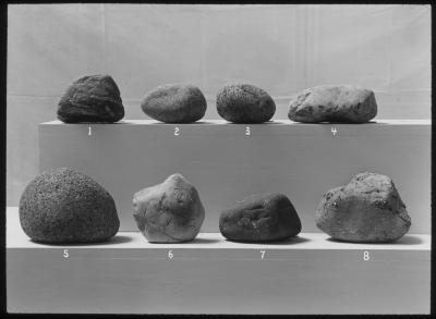 Small Boulders Carried by Glaciers to Gravel Bed at Albany