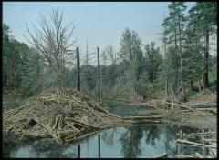 Beaver House in Indian Brook, a Tributary of Fourth Lake (Fulton Chain); Trees Killed by Flooding