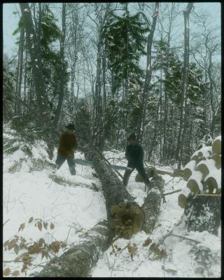 Sawing into Logs, Woods Lake Herkimer co. [sic] N.Y.