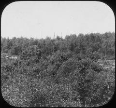 Forestry, showing Seven Years' Growth on Replanted Burned Over Section