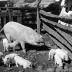 Litter of Pigs, St. Lawrence County, N.Y.