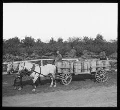 Load of Apples in Barrels Being Hauled from Orchard. Youngstown, N.Y.