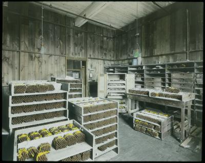 Humidor Filled with Finished Cigars. Van Slyke and Horton factory, Kingston, N.Y.