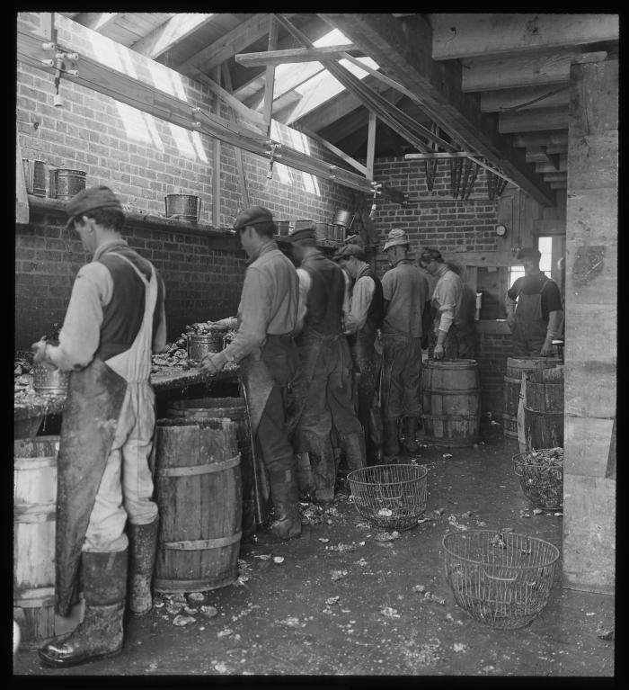 Oyster Industry: Several Men Opening Oysters within Oyster House. Sayville, N.Y.