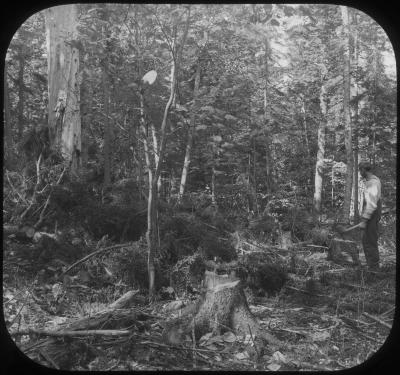 Lopped Tops & Low-cut Stumps