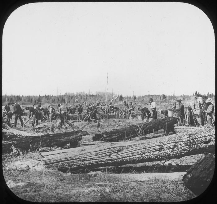 Planting on Burned Land