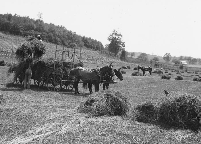 Hay Harvest, Washington County