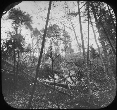 Partially burned Timber Land, Black Bear Mt.