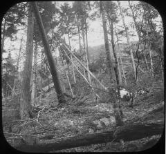 Partially Burned Timber Land